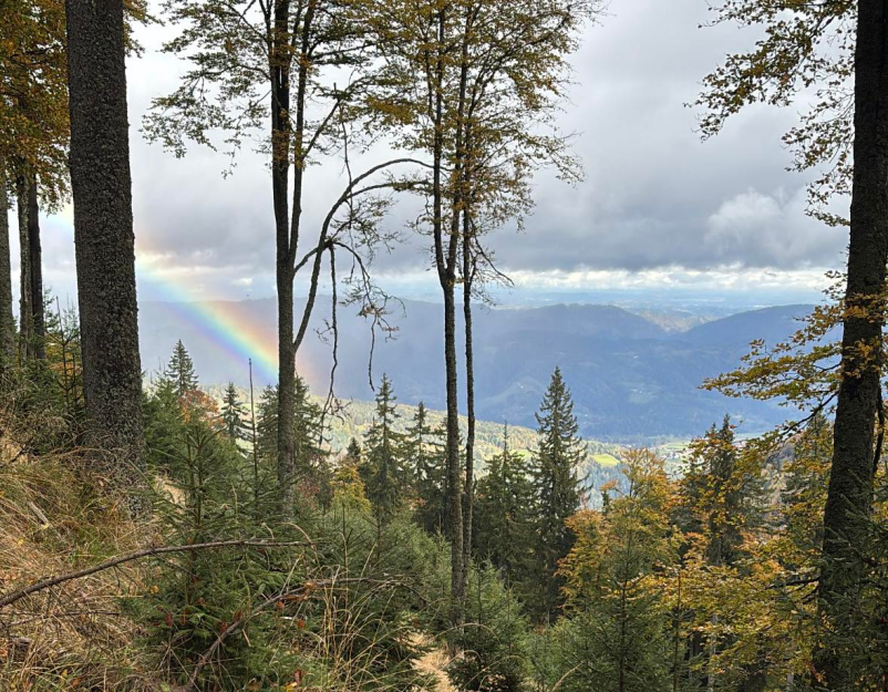Gozdarstvo Maribor, Slovenska Bistrica