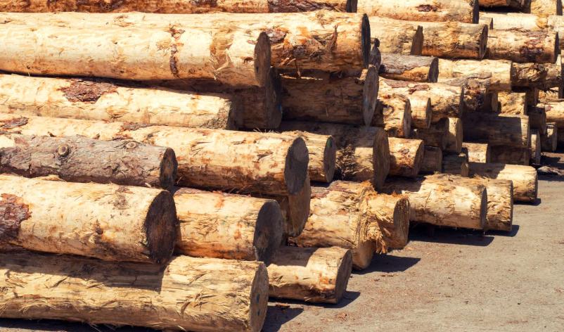 Quality Timber for Sale in Slovenia