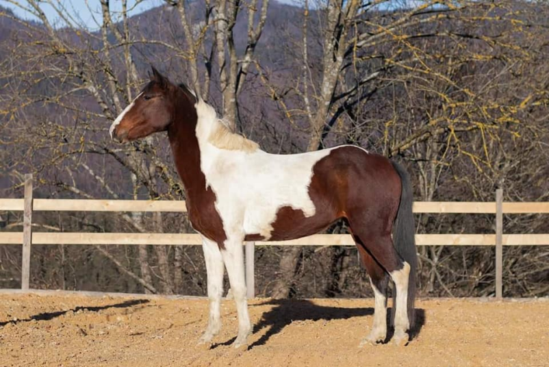 Šola jahanja za odrasle