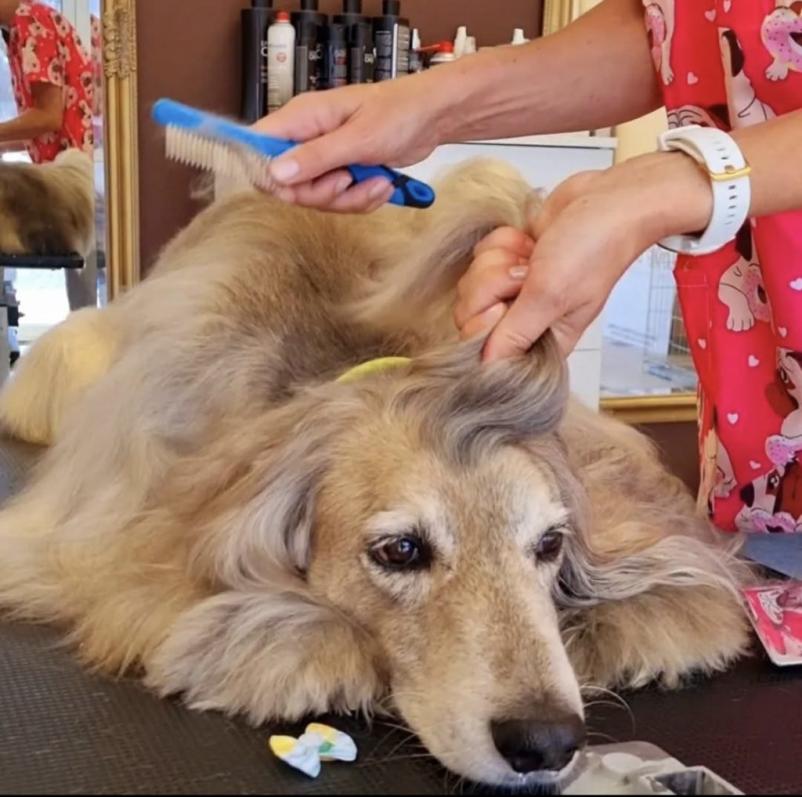 Striženje psa Nova Gorica