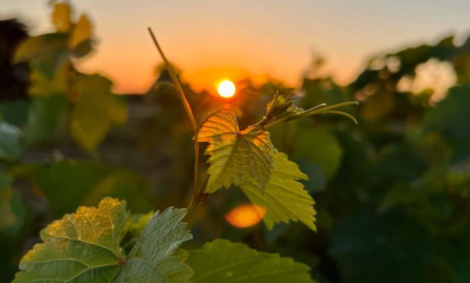 Trsne cepljenke za vzgojo trte