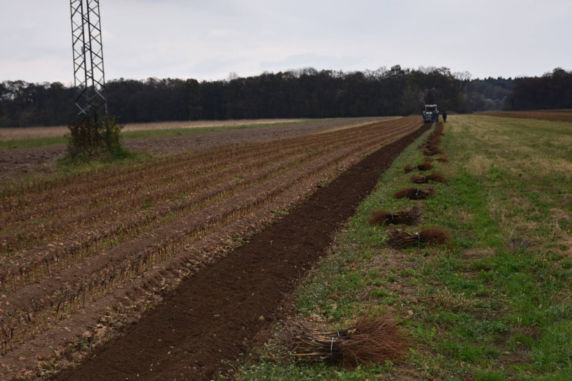 Ugodne trsne cepljenke Dolenjska