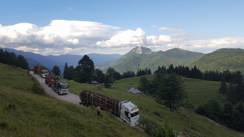 Odkup hlodovine Gorenjska