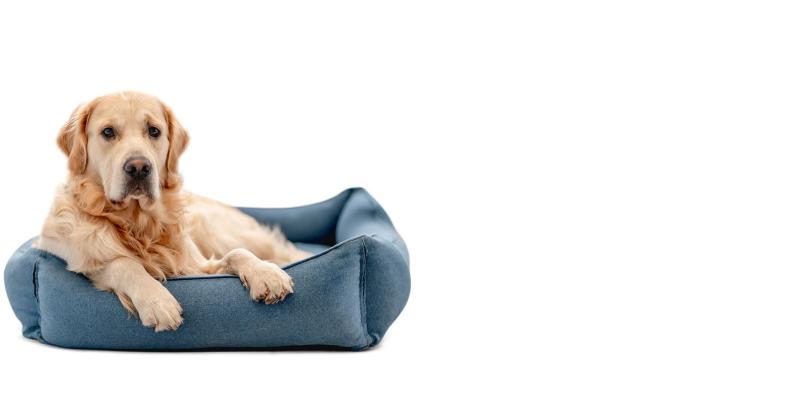 Ugoden pasji salon Celje, Savinjska