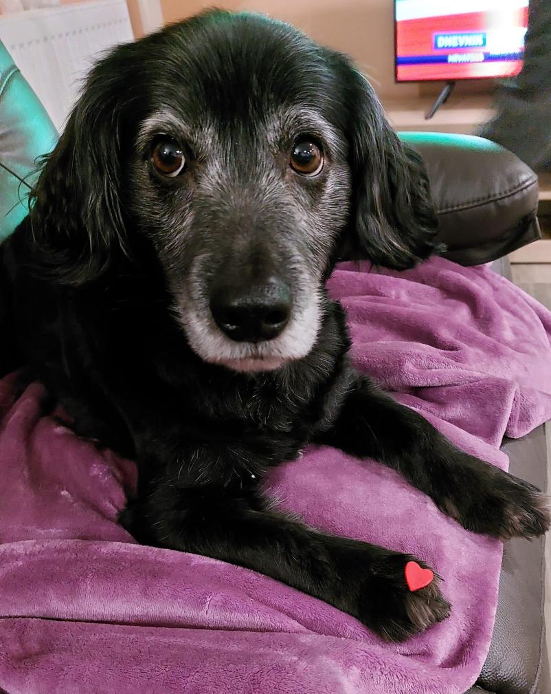 Pasji salon Celje, Savinjska