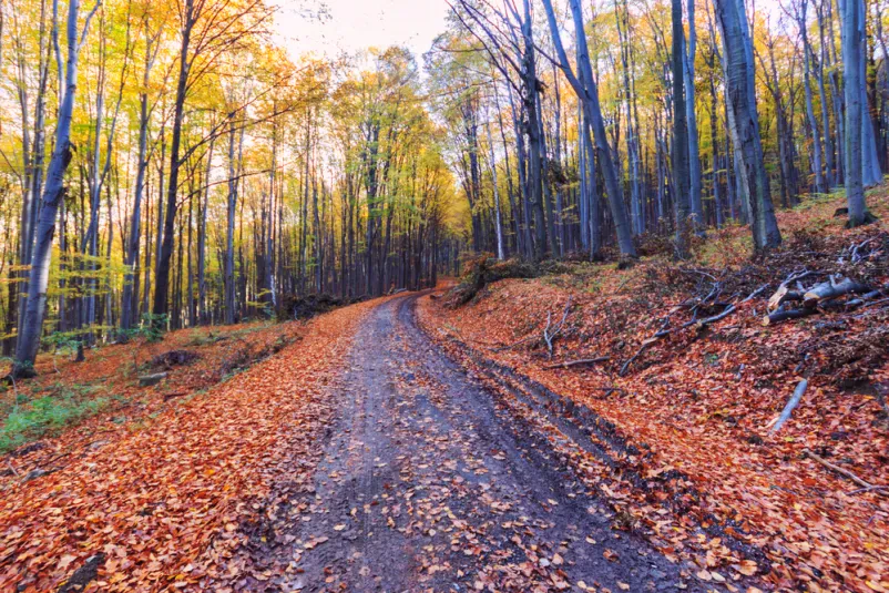 Urejanje gozdnih poti Ajdovščina
