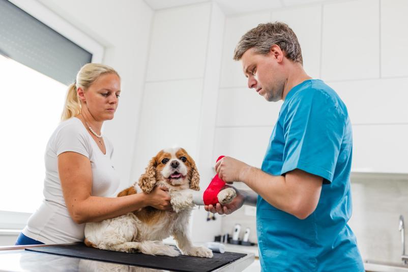 Dober veterinar Radomlje