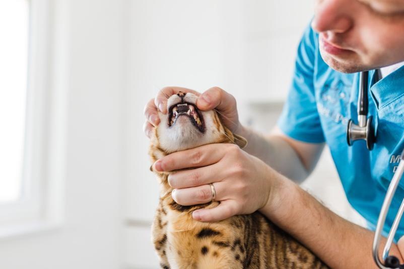 Dober veterinar Radomlje