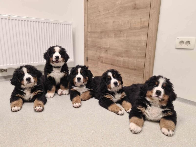 Poceni veterinar Radomlje