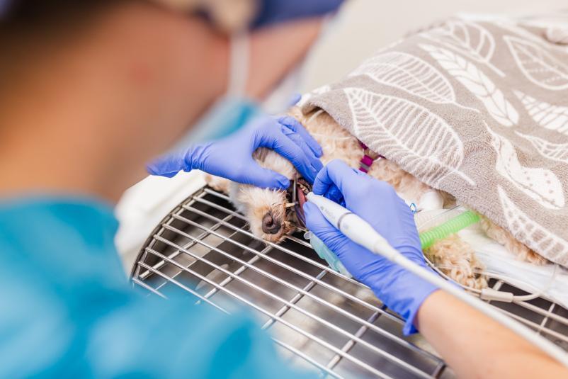 Prijazen veterinar Radomlje