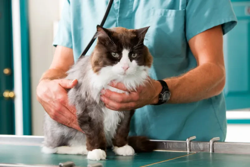 Najboljša veterinarska postaja v Pomurju