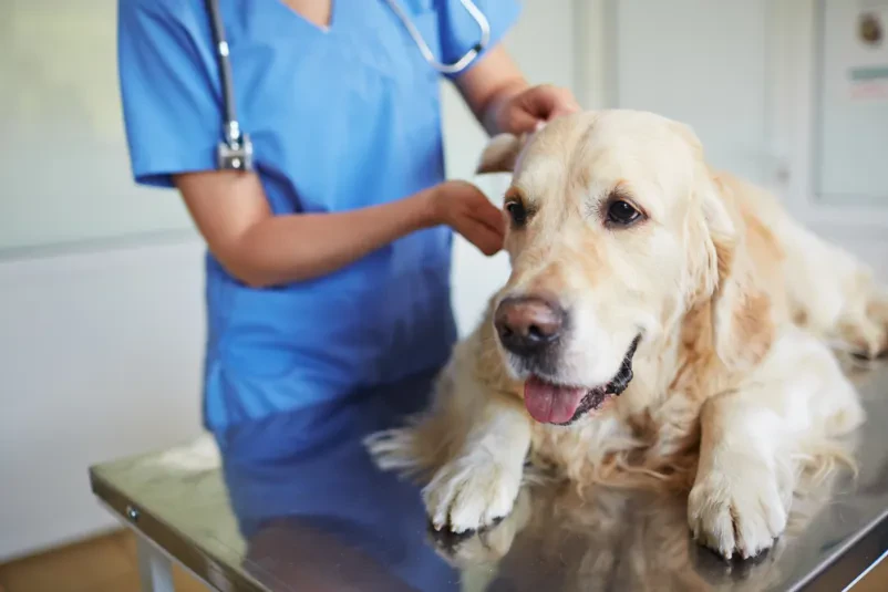 Dobra veterinarska postaja Prekmurje