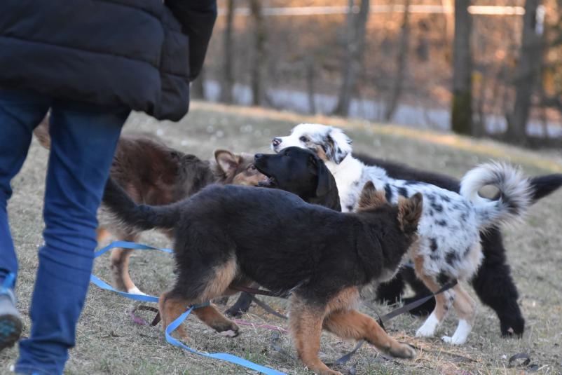 Vzgoja in prevzgoja psov Ljubljana, Osrednja Slovenija