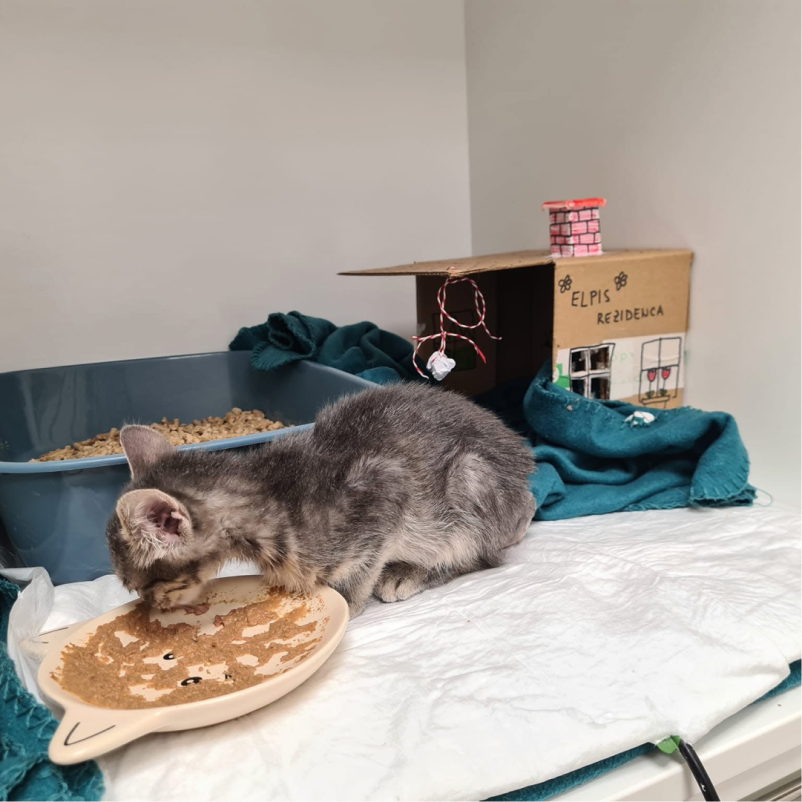 Zdravljenje malih živali Radomlje