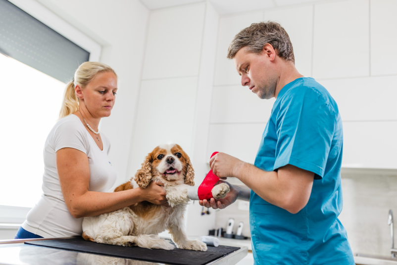 Zdravljenje domačih živali Osrednja Slovenija