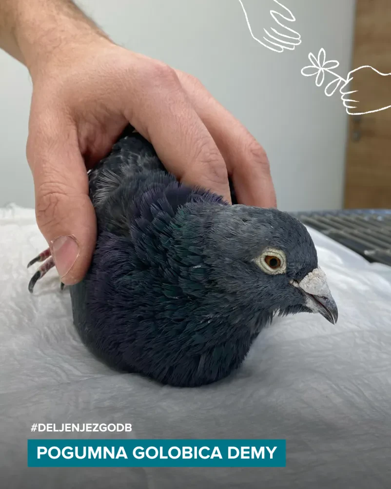 Zdravljenje ptičev 