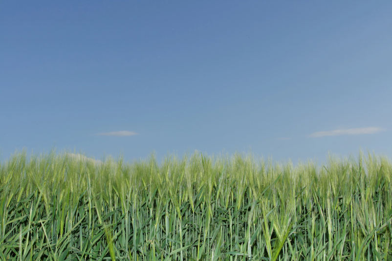 Spravilo žita Savinjska