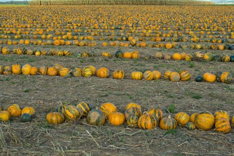 Buče za bučno olje