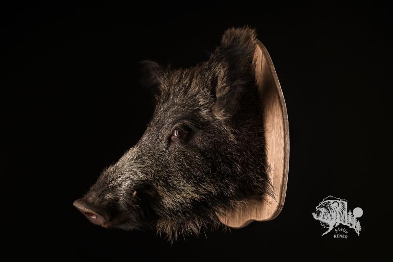 Gačenje živali za trofeje Goriška, Obala