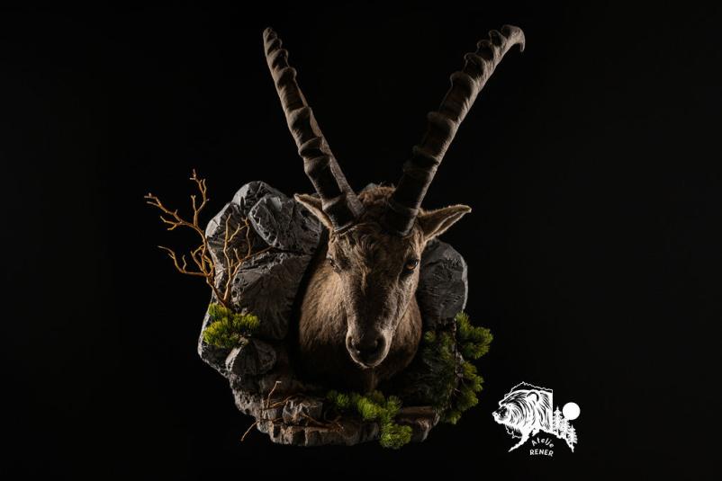 Preparacija živali, lovske trofeje Goriška, Obala