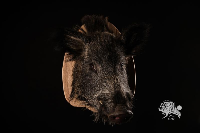 Gačenje živali in izdelava lovskih trofej na Goriškem in na Obali