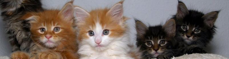 Kvalitetna hrana Josera za mačke in pse