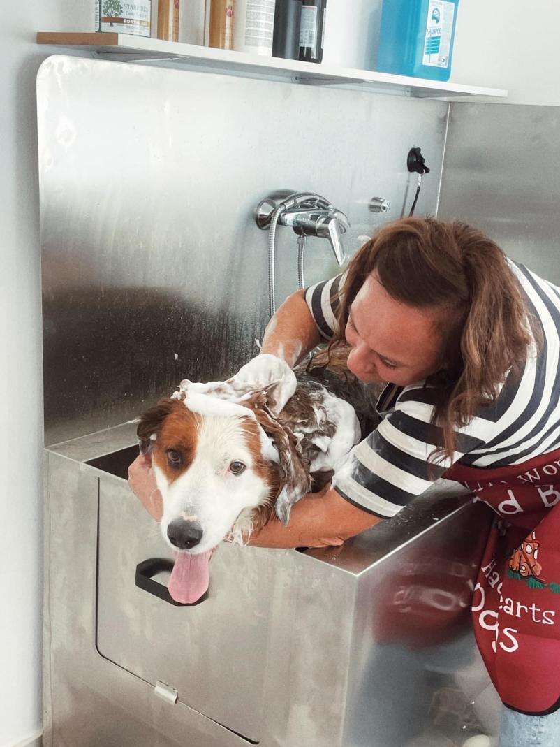 Koroški pasji salon Tačkoteka