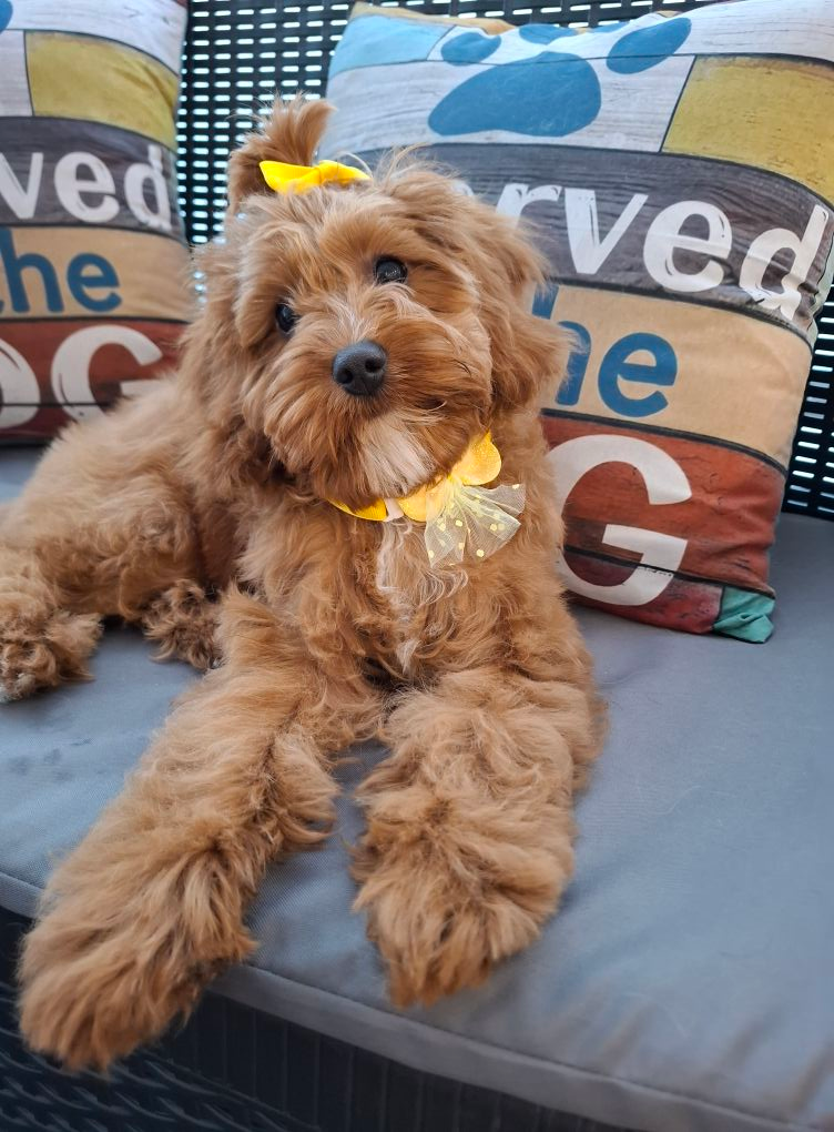 Koroški pasji salon 