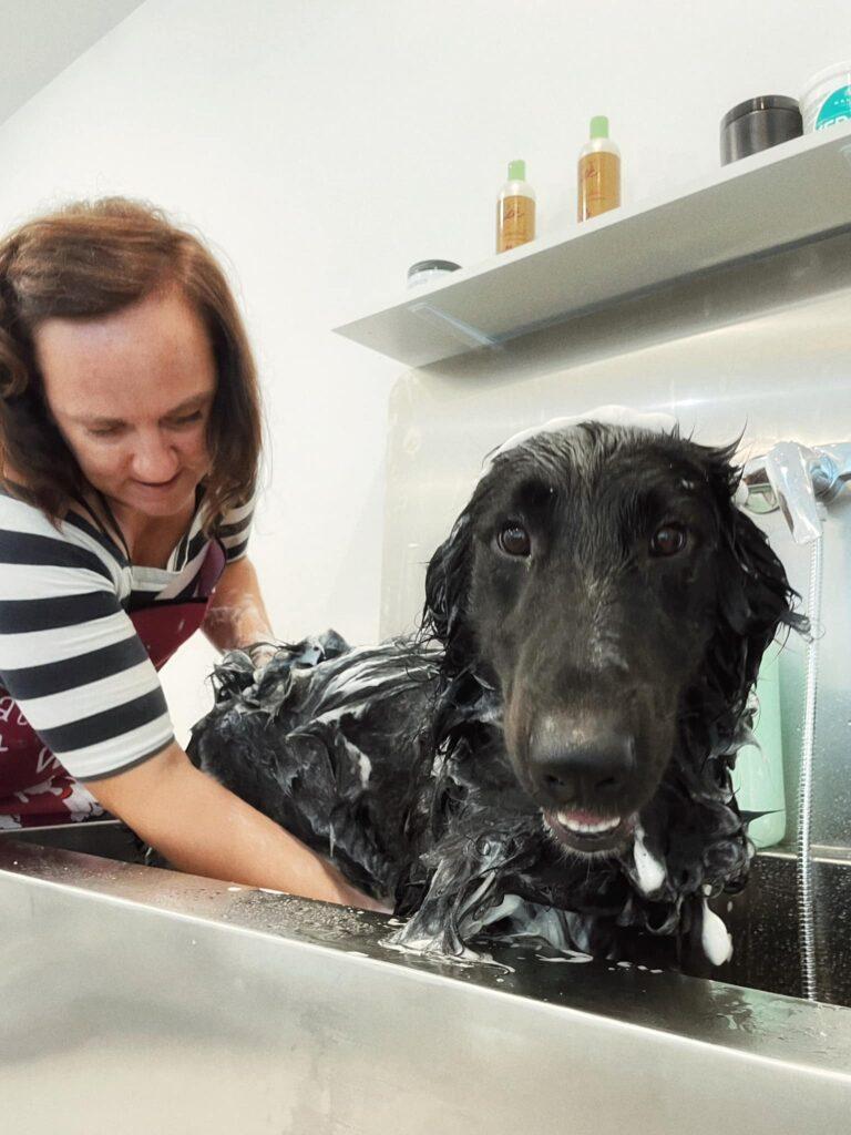 Vabljeni v srčen koroški pasji salon!