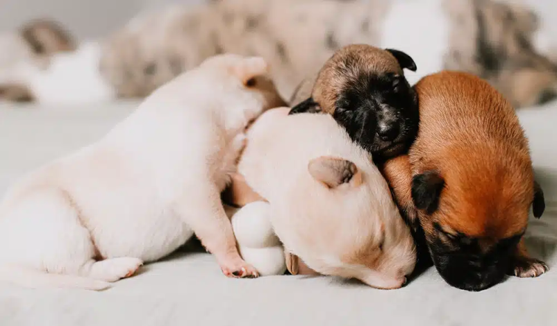 Medicinska blazina za mladičke