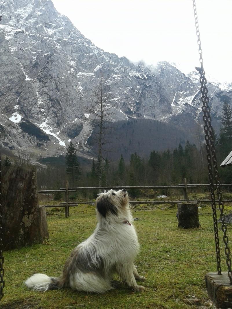 Vabljeni v planinski dom v Logarski dolini!