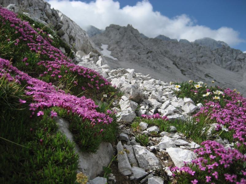 Planšarija Logarski kot Logarska dolina