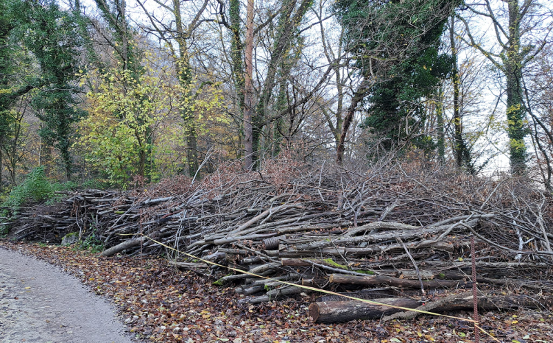 Posek lesa Gornji Grad