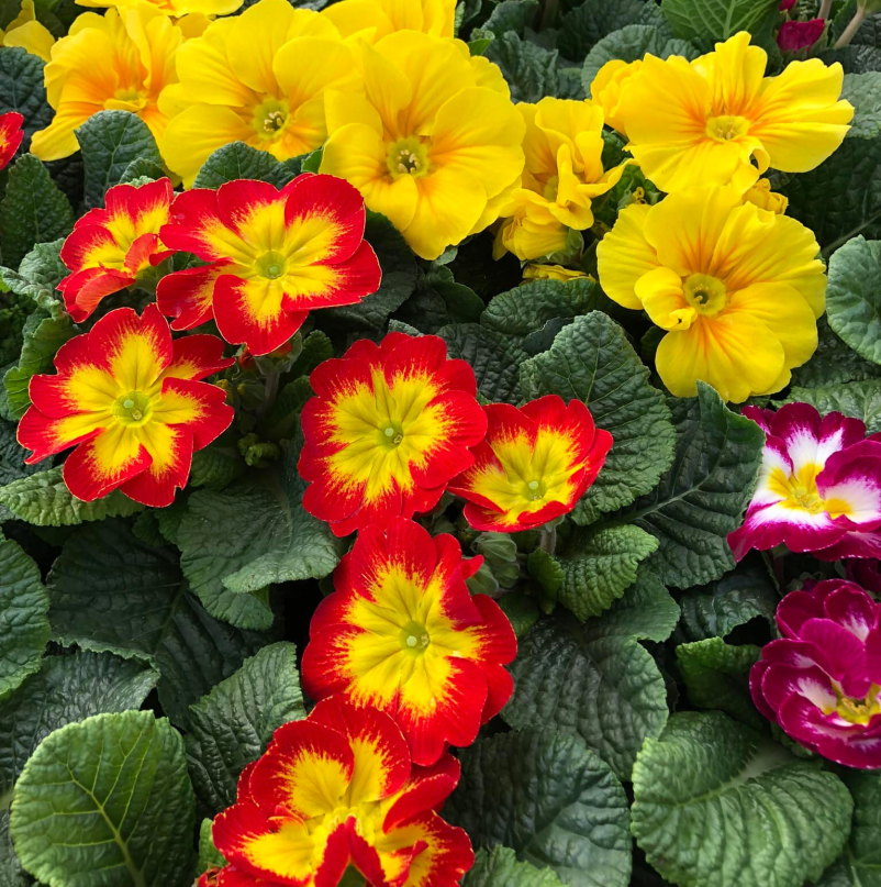 Prodaja cvetja Bizeljsko