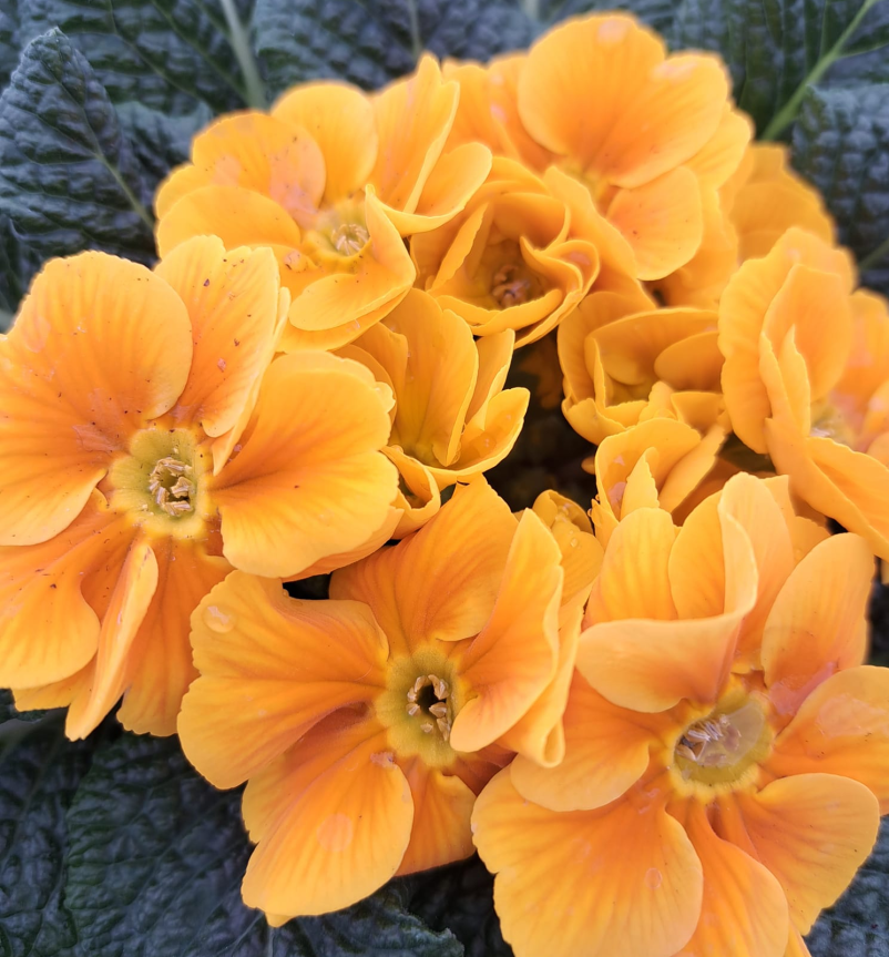 Ugodna prodaja cvetja Bizeljsko