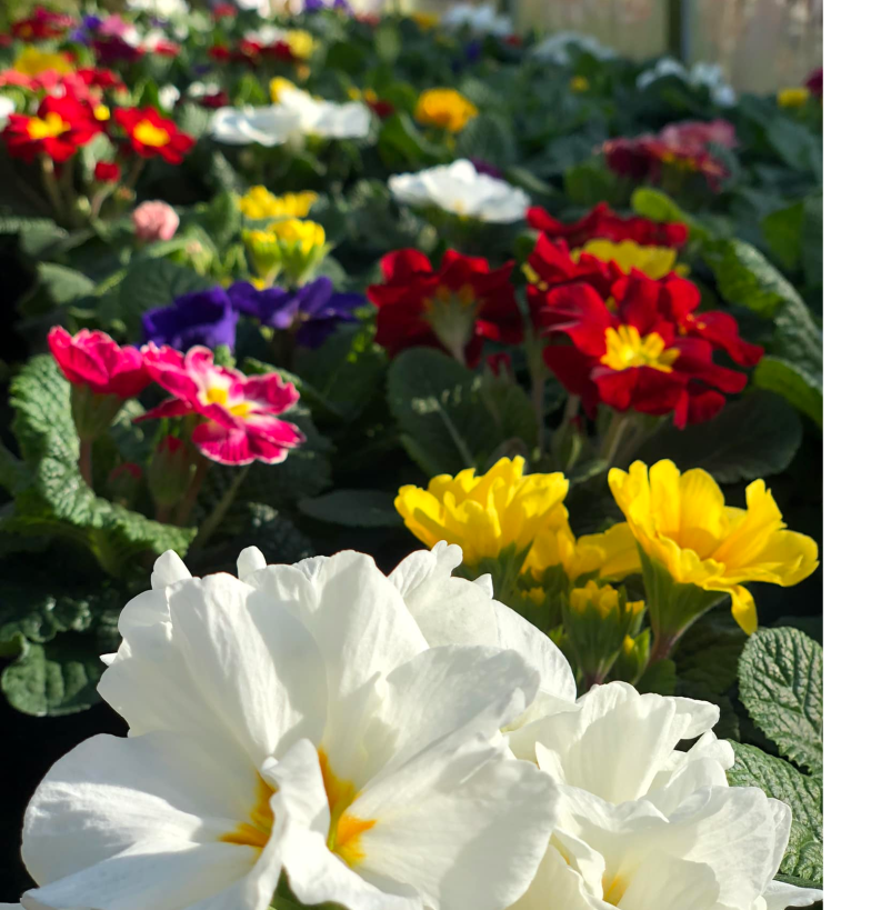 Ugodna prodaja cvetja Bizeljsko