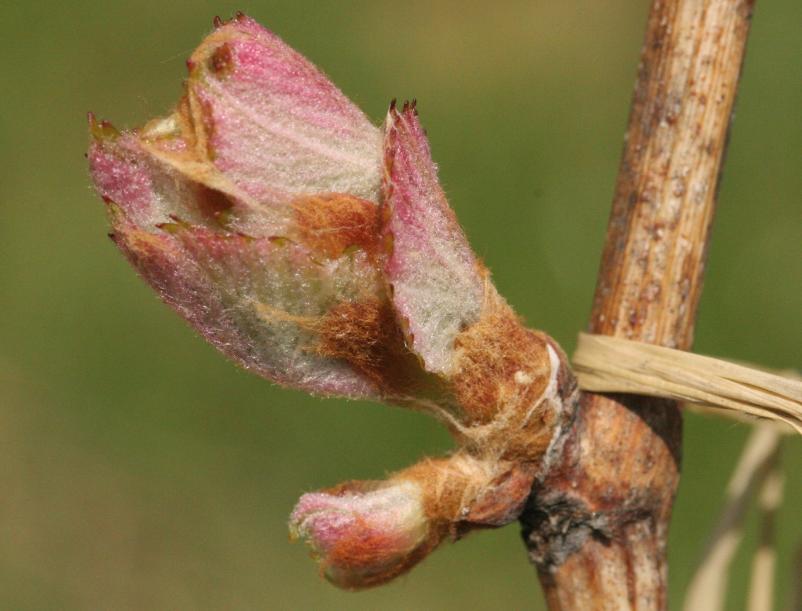 Prodaja trsnih cepljenk in sadik Slovenija