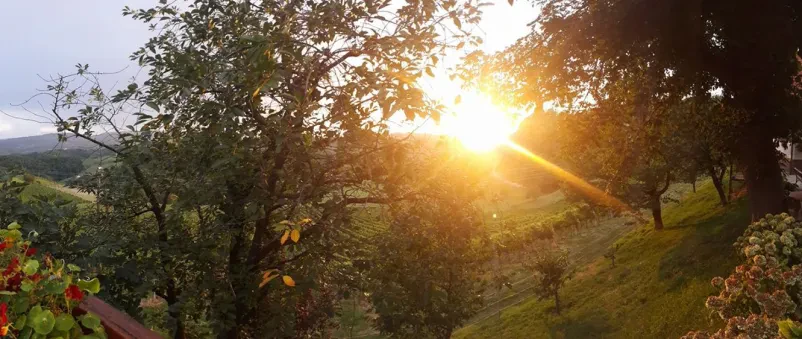 Ugodna prodaja vrhunskih belih vin Štajerska