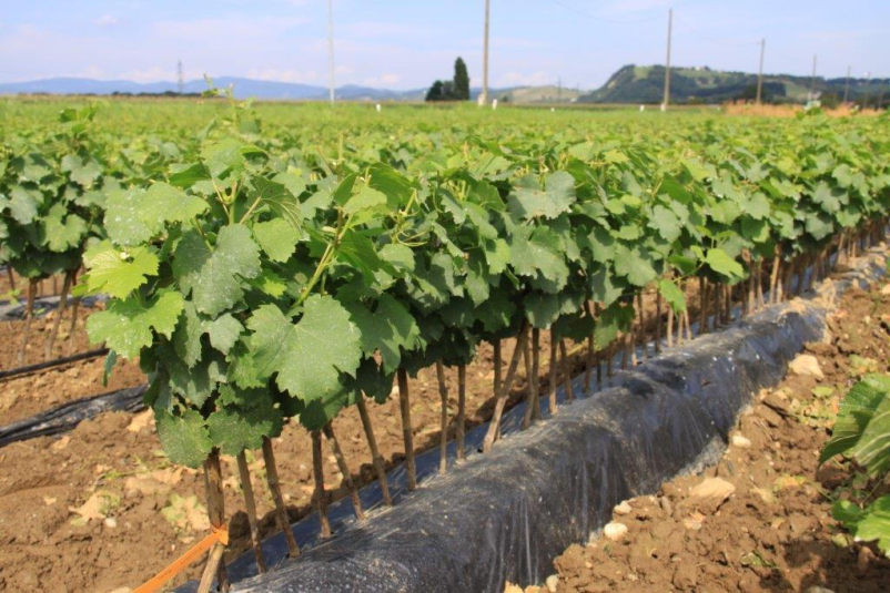 Hochwertige Reben Slowenien