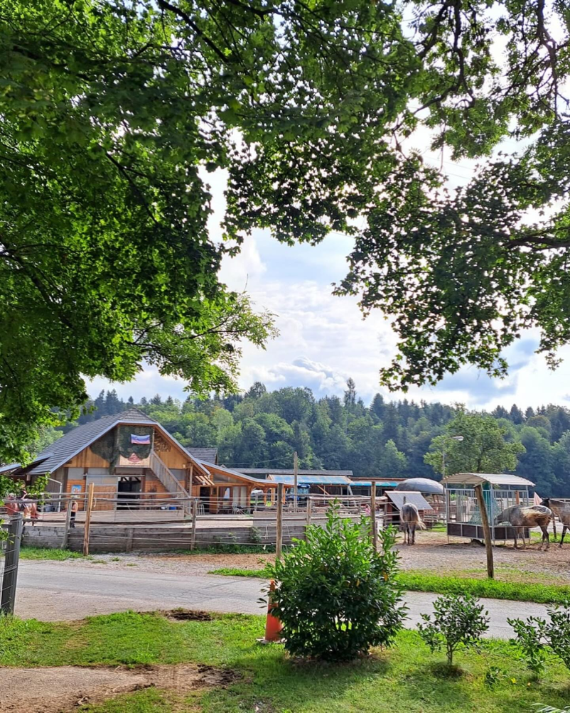 Priljubljena šola jahanja Radovljica