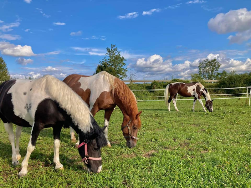 Pridite v šolo jahanja v Žalec, Savinjska