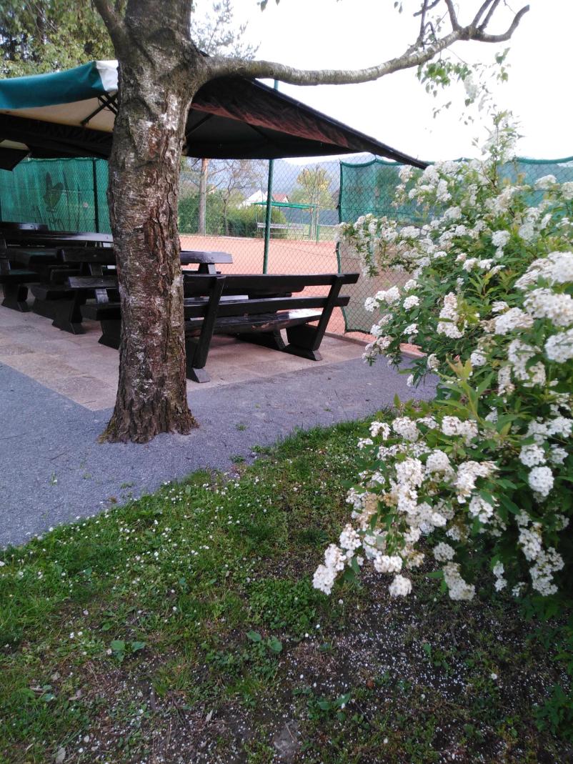 Tenis klub Metulj Šempeter, Savinjska