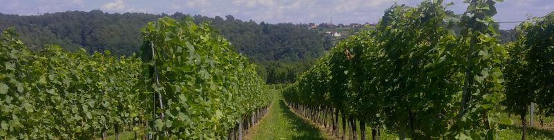 Dobre trsne cepljenke