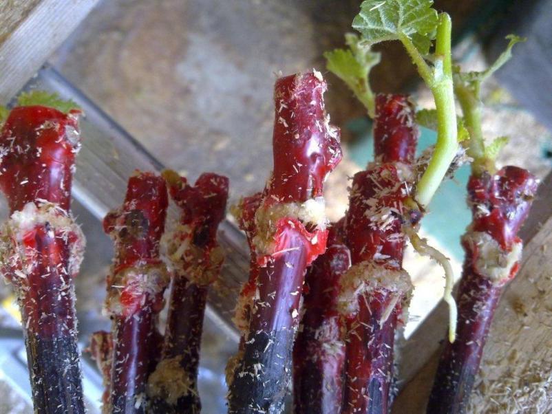 Prodaja trsnih cepljenk Slovenija