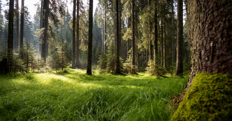 Dober odkup in prevoz lesa Gorenjska