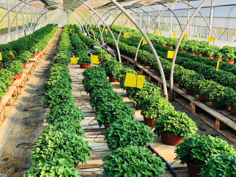 Urejanje vrtov Bizeljsko, okolica