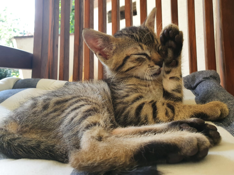 Veterinar za mačke Murska Sobota