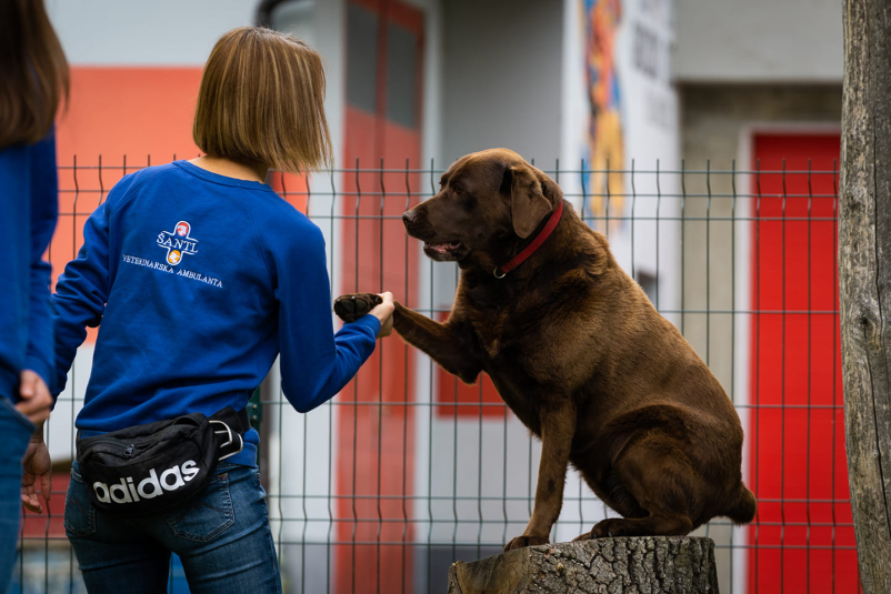 Veterinar za pse Murska Sobota
