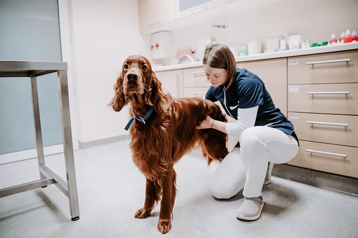 Trgovina in veterinarska ambulanta za male živali Osrednja Slovenija