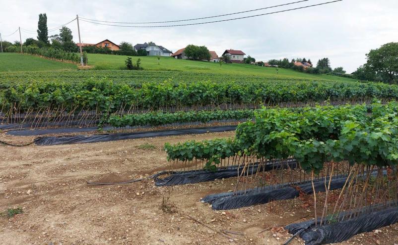 Trsničarstvo in vinogradništvo Slovenija